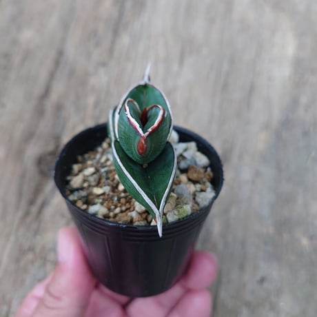 Sansevieria rorida サンスベリア ロリダ 4