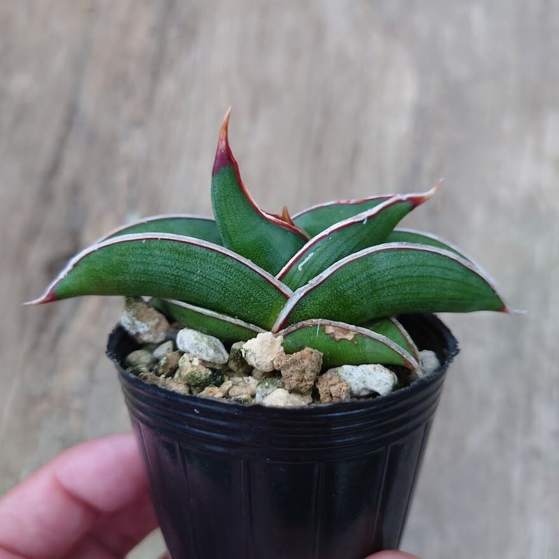 Sansevieria rorida サンスベリア ロリダ 1 | My-Favthings