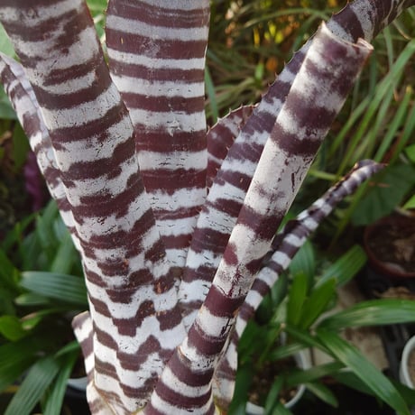 エクメア チャンティニー ブラックアイス 2 Aechmea chantinii CV. Black Ice seedling F1