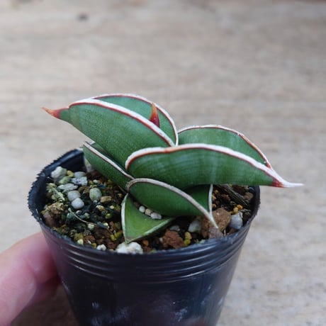 Sansevieria rorida サンスベリア ロリダ R9