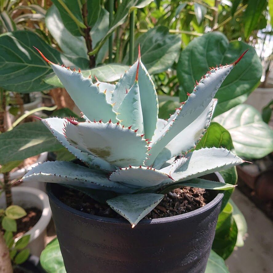 アガベ ピグマエア ドラゴントゥース Agave pygmaea Dragontoes アガベ ピグマエア ドラゴントゥース Agave pygmaea Dragontoes