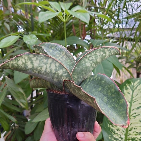 Sansevieria sp. Mafinga Tanzania Dragon Wing サンスベリア ドラゴンウィング LL3