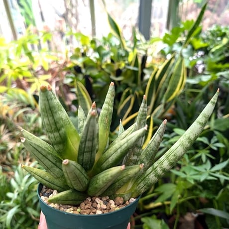 サンスベリア ヘッジホッグ 5 Sansevieria Hedgehog