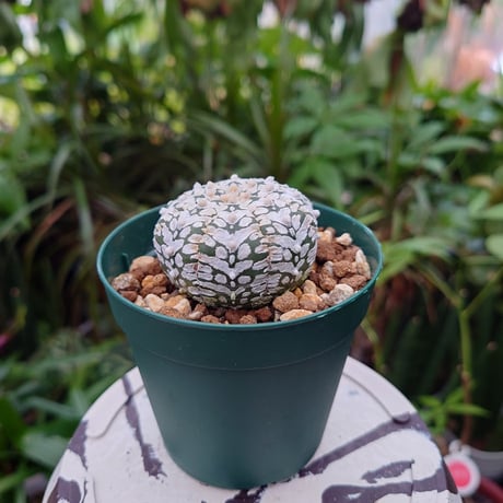 アストロフィツム スーパー兜 Vタイプ 2 Astrophytum asterias cv 'Super Kabuto' V