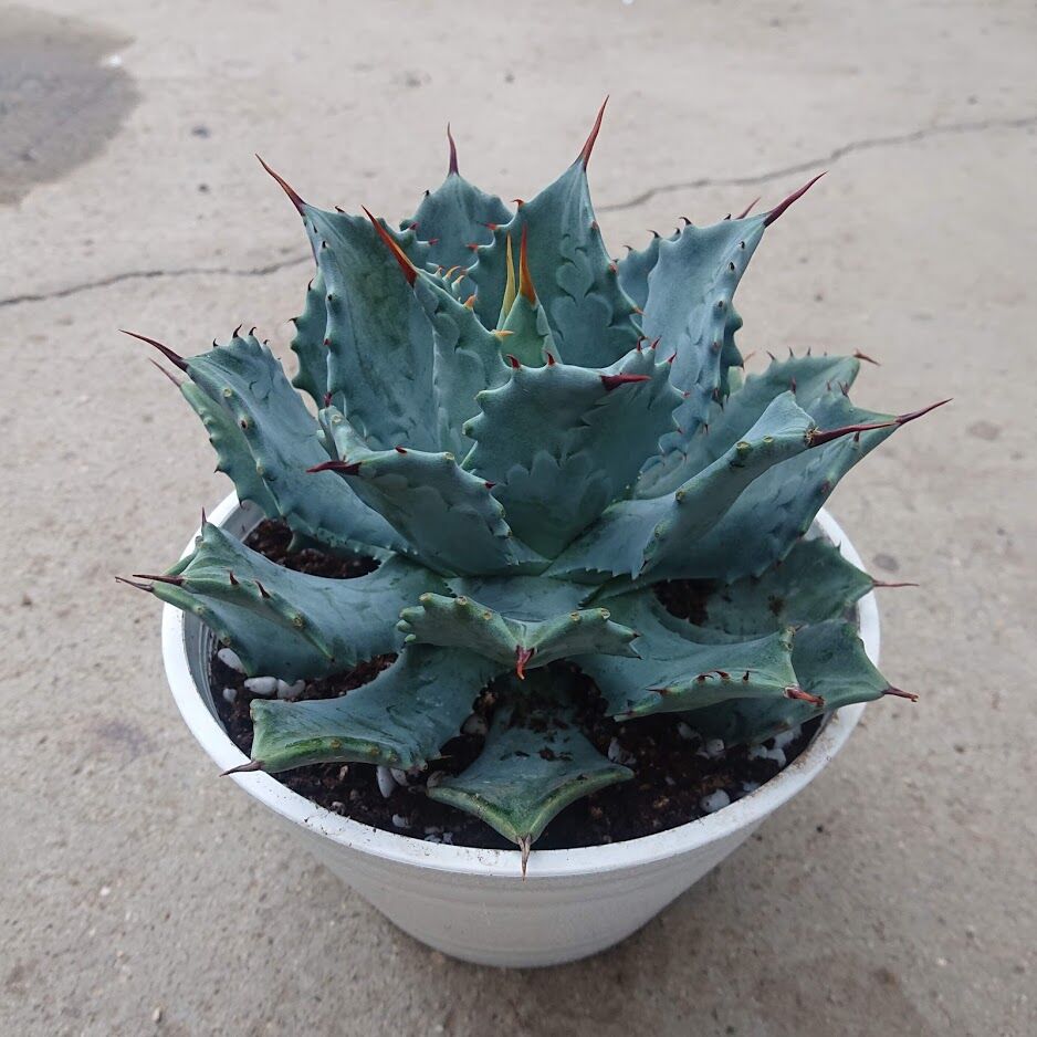 アガベ 雷神 1 Agave potatorum | My-Favthings