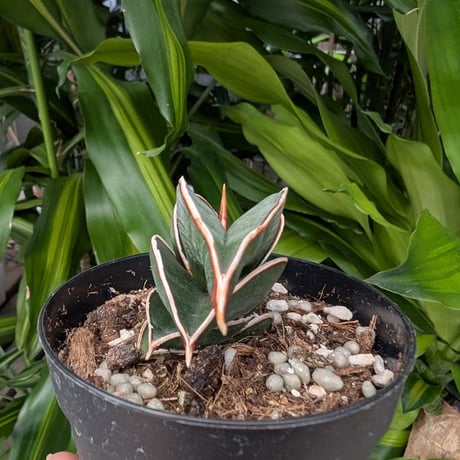 Sansevieria rorida サンスベリア ロリダ R15