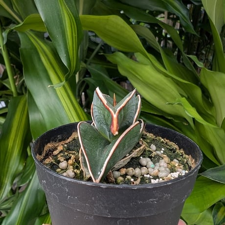 Sansevieria rorida サンスベリア ロリダ R18