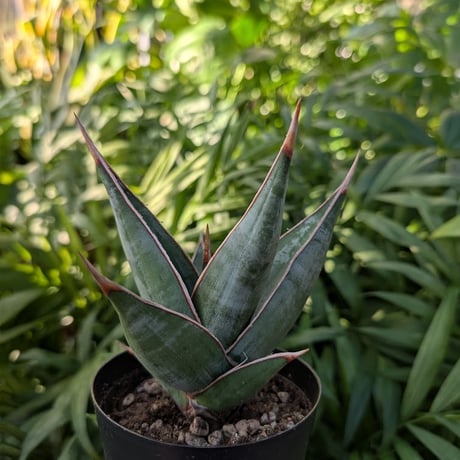 Sansevieria Pinguicula サンセベリア ピングイキュラ SP16