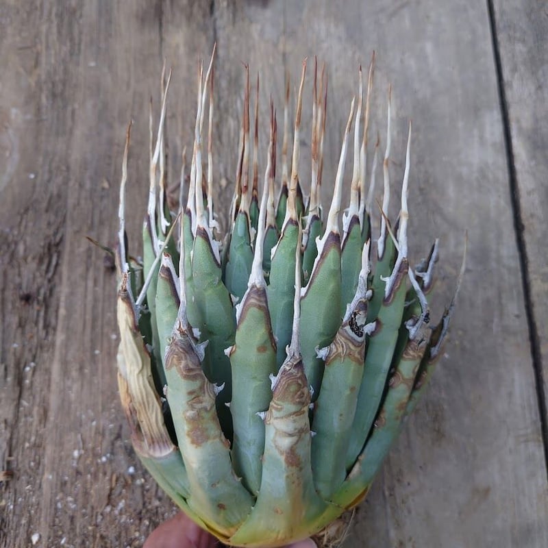アガベ ユタエンシス ネバデンシス 7 Agave uthaensis var. nevade