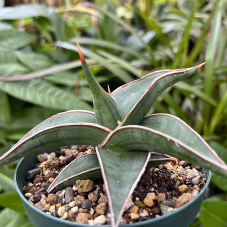 斑入り サンセベリア シルバードラゴン サンスベリア Sansevieria