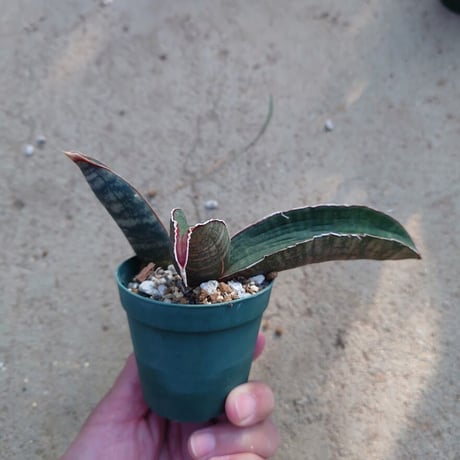 Sansevieria hallii Pink Bat サンスベリア ピンクバット 3 【送料一律500円】