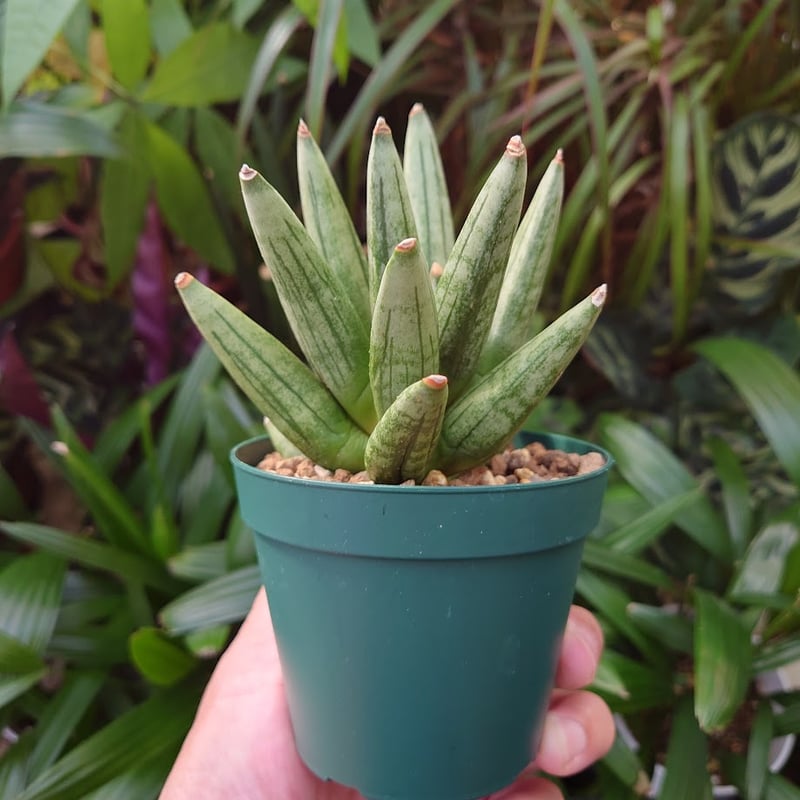 サンスベリア ヘッジホッグ 2 Sansevieria Hedgehog | My-Favth