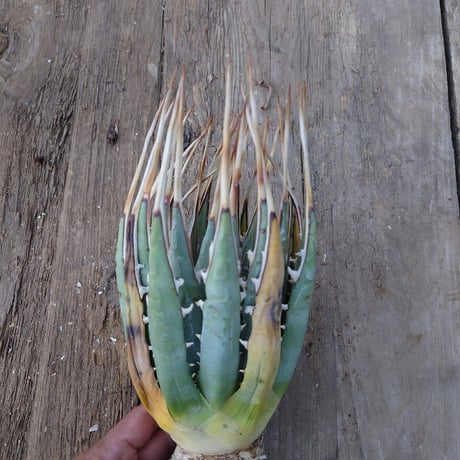 アガベ ユタエンシス ネバデンシス 4 Agave uthaensis var. nevadensis