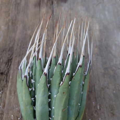 アガベ ユタエンシス ネバデンシス 2 Agave uthaensis var. nevadensis