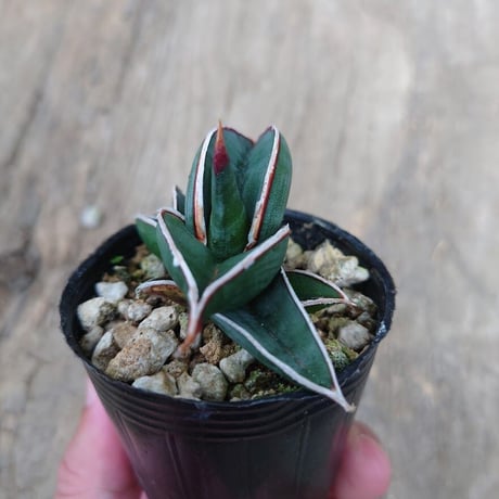 Sansevieria rorida サンスベリア ロリダ 6