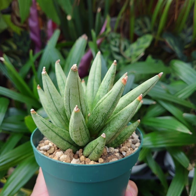 サンスベリア ヘッジホック サンスベリア ヘッジホッグ 3 Sansevieria Hedgehog | My-Favth