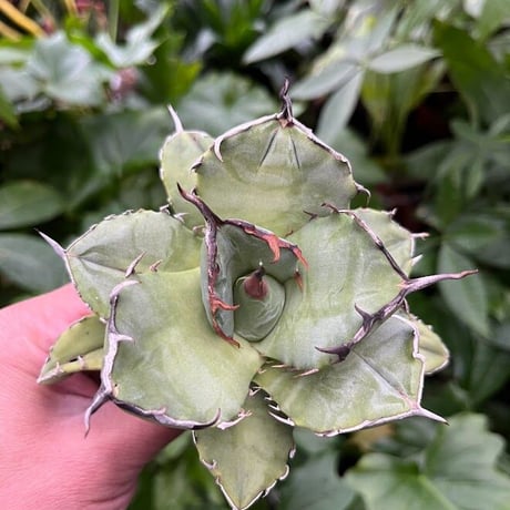 アガベ チタノタ アザラシ 海豹 CS4 agave titanota Compacta 'Seal'