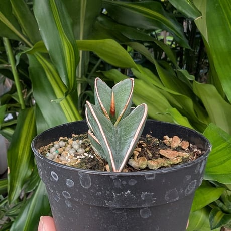 Sansevieria rorida サンスベリア ロリダ R20