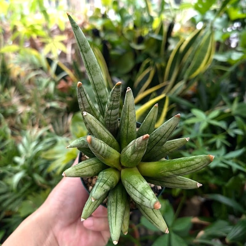 サンスベリア ヘッジホッグ 5 Sansevieria Hedgehog | My-Favth