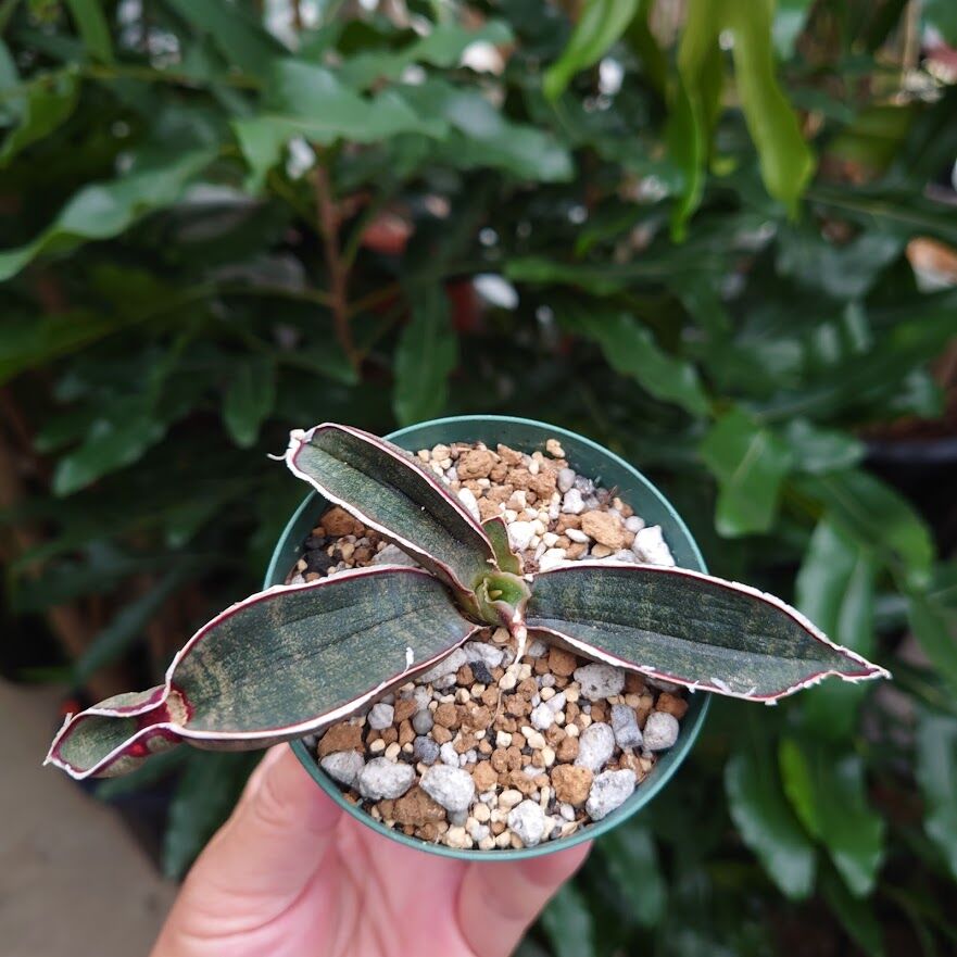 Sansevieria hallii Pink Bat サンスベリア ピンクバット 10 【送