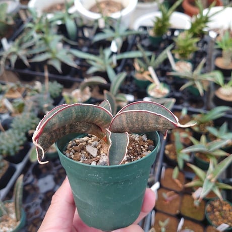Sansevieria hallii Pink Bat サンスベリア ピンクバット 9 【送料一律500円】