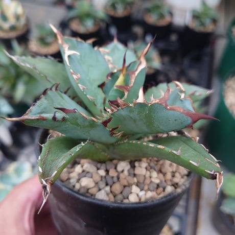 アガベ チタノタ 黒鯨 3 Agave titanota black whale