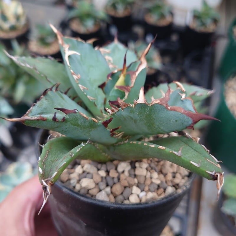 アガベ　チタノタ　MS-WV ③ アガベ チタノタ MS-WV ③ アガベ チタノタ MS-WV ③