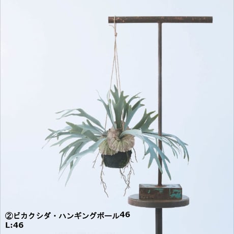 フェイクグリーン ビカクシダ ウォールハンギング  ボール 46・60