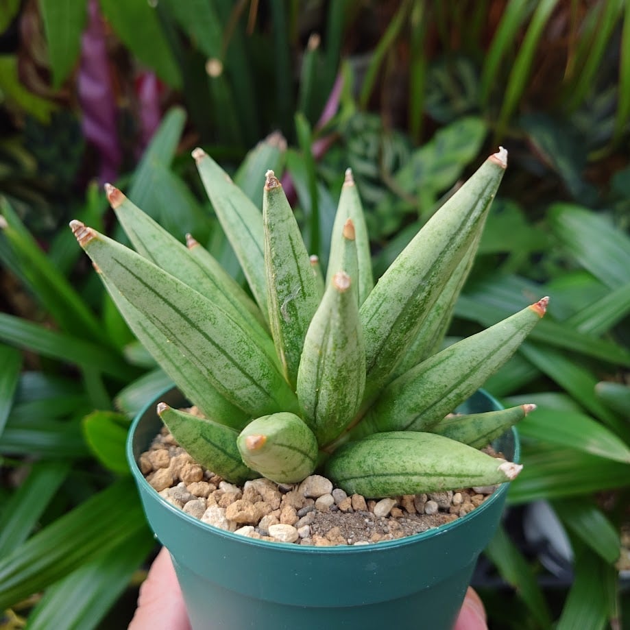 サンスベリア ヘッジホッグ 3 Sansevieria Hedgehog | My-Favth