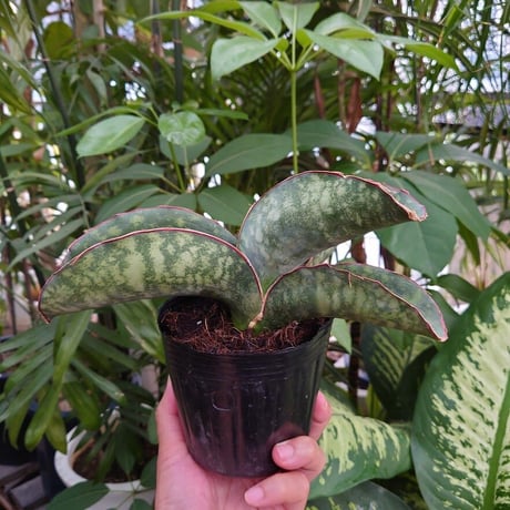 Sansevieria sp. Mafinga Tanzania Dragon Wing サンスベリア ドラゴンウィング LL5