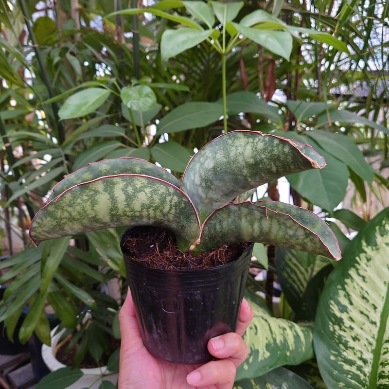 Sansevieria sp. Mafinga Tanzania Dragon Wing サン