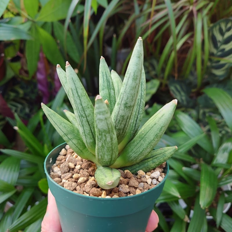 サンスベリア ヘッジホック サンスベリア ヘッジホッグ 2 Sansevieria Hedgehog | My-Favth