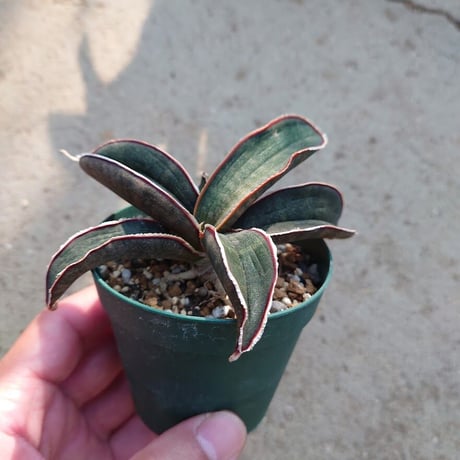 Sansevieria hallii Pink Bat サンスベリア ピンクバット 9 【送料一律500円】