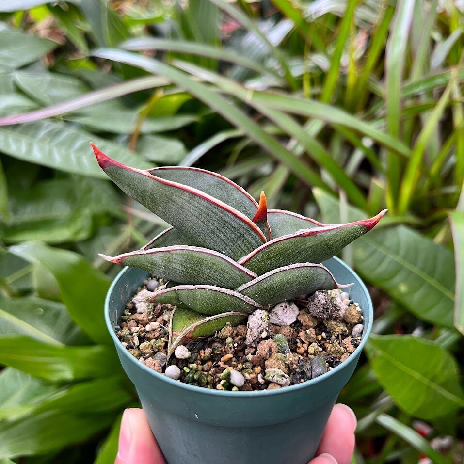 Sansevieria rorida サンスベリア ロリダ R11 | My-Favthings