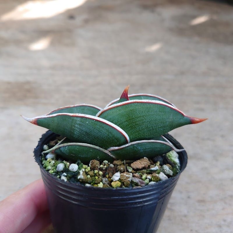 Sansevieria rorida サンスベリア ロリダ R1 | My-Favthings