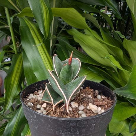 Sansevieria rorida サンスベリア ロリダ R17
