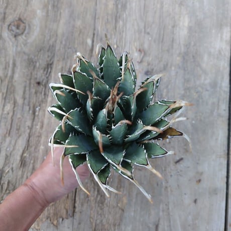 アガベ ユタエンシス ネバデンシス 2 Agave uthaensis var. nevadensis