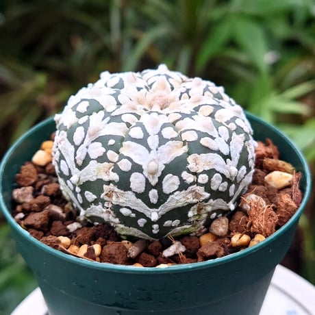 アストロフィツム スーパー兜 Vタイプ 4 Astrophytum asterias cv 'Super Kabuto' V
