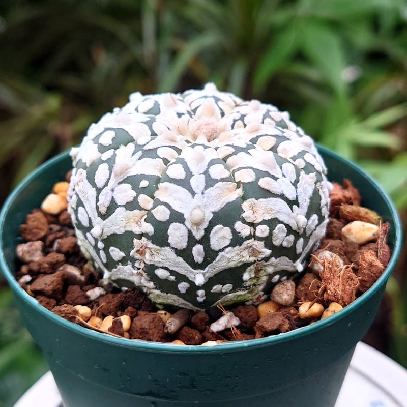アストロフィツム スーパー兜 Vタイプ 2 アストロフィツム スーパー兜 Vタイプ 4 Astrophytum asterias cv '