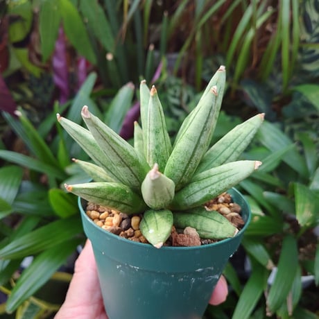 サンスベリア ヘッジホッグ 4 Sansevieria Hedgehog