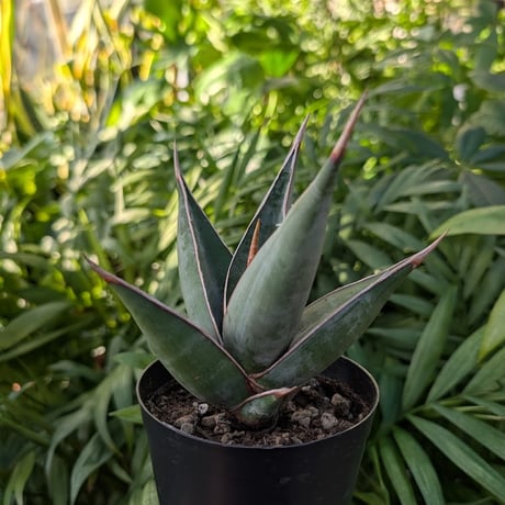 Sansevieria Pinguicula サンセベリア ピングイキュラ SP16