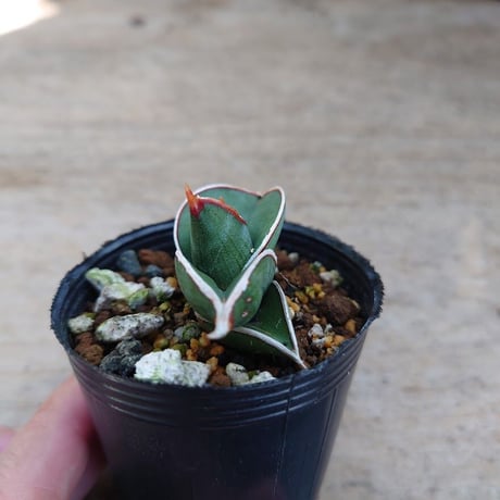 Sansevieria rorida サンスベリア ロリダ R7