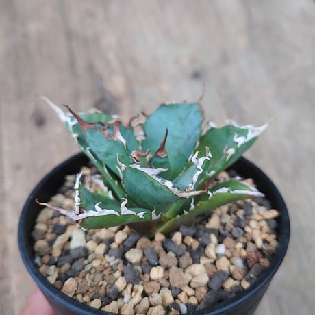アガベ チタノタ 白鯨 2 Agave titanota white whale