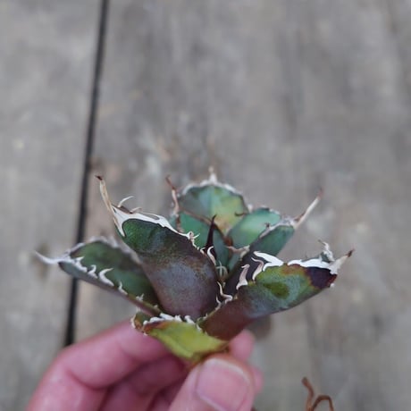 アガベ チタノタ 白鯨 2 Agave titanota white whale