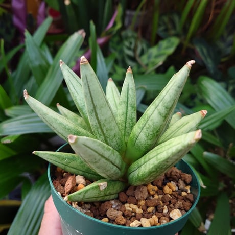 サンスベリア ヘッジホッグ 4 Sansevieria Hedgehog