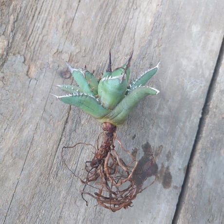 アガベ チタノタ 姫厳龍 2 Agave titanota dwarf