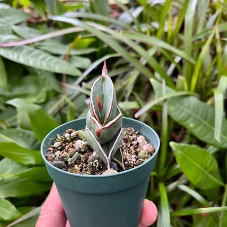 Sansevieria rorida サンスベリア ロリダ R11