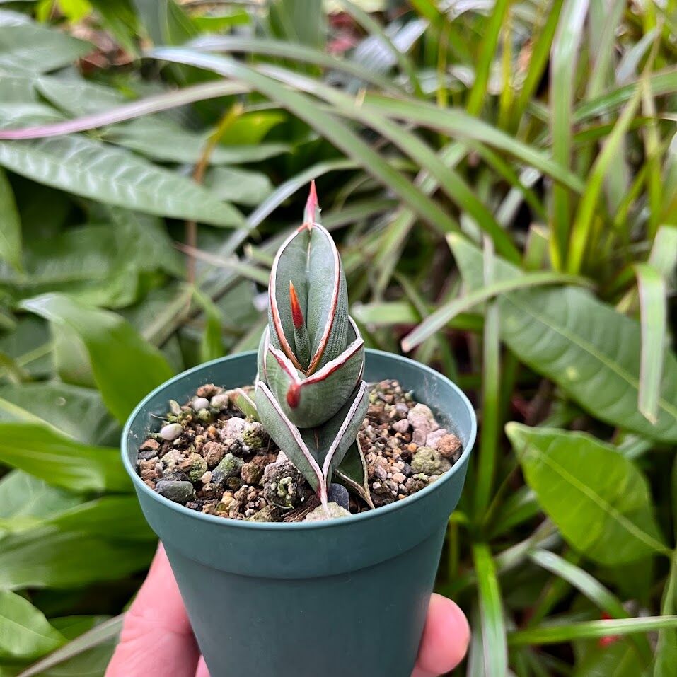 サンスベリア ロリダ 斑入Sansevieria Rorida Ver サンセベリア ロリダ 斑入り「Sansevieria rorida Var.」6/14-771