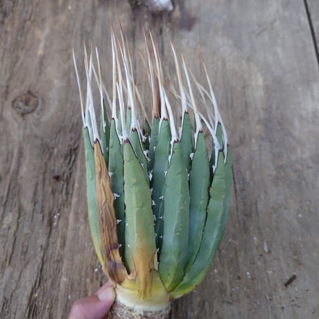 アガベ ユタエンシス ネバデンシス 2 Agave uthaensis var. nevadensis