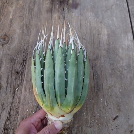 アガベ ユタエンシス ネバデンシス 2 Agave uthaensis var. nevadensis